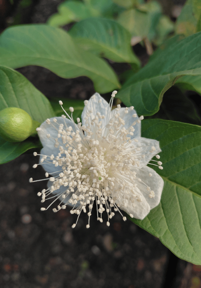 Guayabo Psidium guajava
