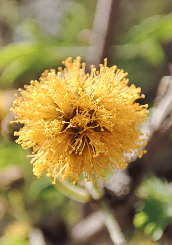 Acacia Vachellia farnesiana
