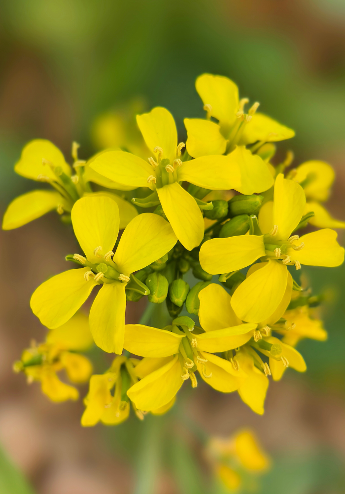 Mustard Brassica juncea